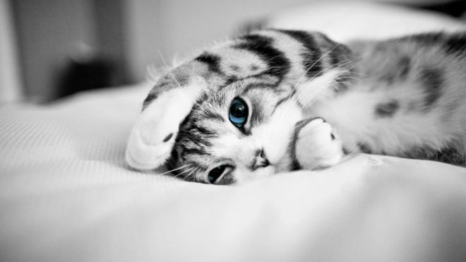 Most Amazing Animals Wallpapers