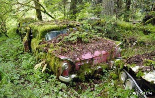 Crazy Car Cemetery In The Forest