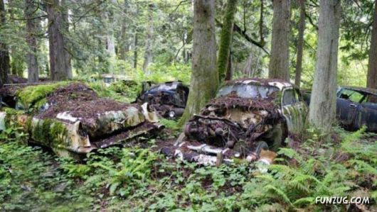 Crazy Car Cemetery In The Forest