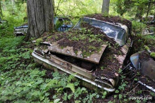 Crazy Car Cemetery In The Forest