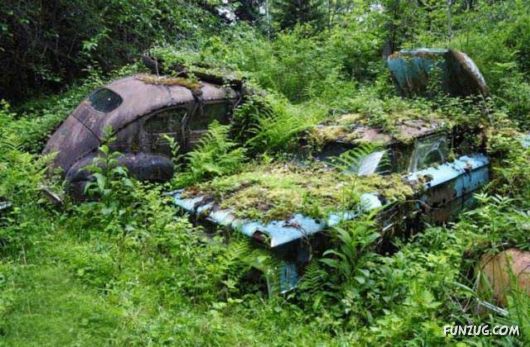Crazy Car Cemetery In The Forest