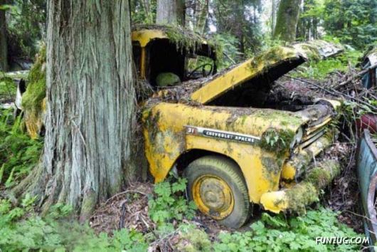 Crazy Car Cemetery In The Forest