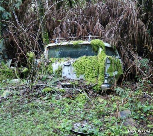 Crazy Car Cemetery In The Forest