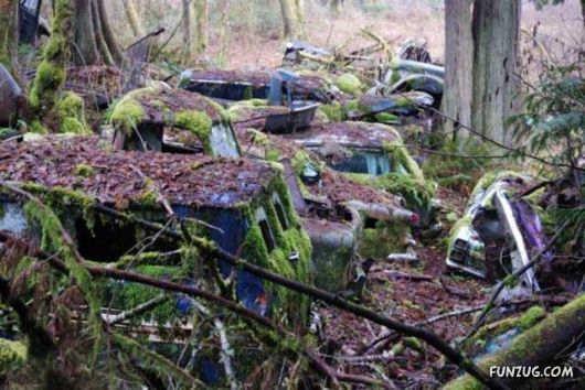 Crazy Car Cemetery In The Forest