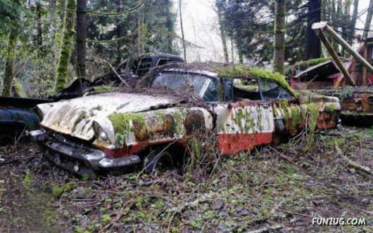Crazy Car Cemetery In The Forest