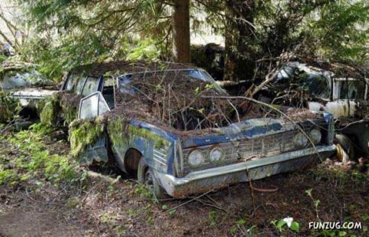 Crazy Car Cemetery In The Forest