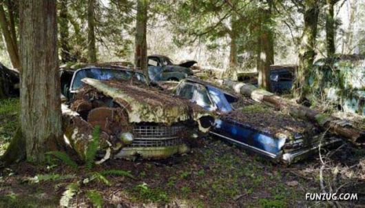 Crazy Car Cemetery In The Forest