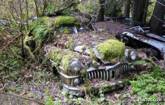 Crazy Car Cemetery In The Forest