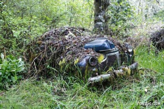 Crazy Car Cemetery In The Forest