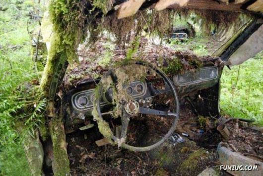 Crazy Car Cemetery In The Forest