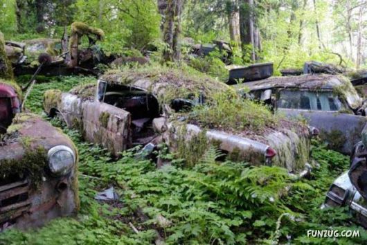 Crazy Car Cemetery In The Forest
