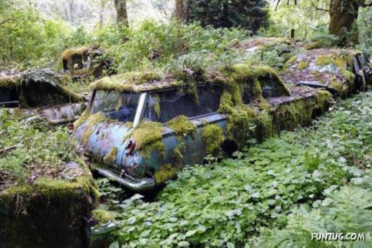 Crazy Car Cemetery In The Forest