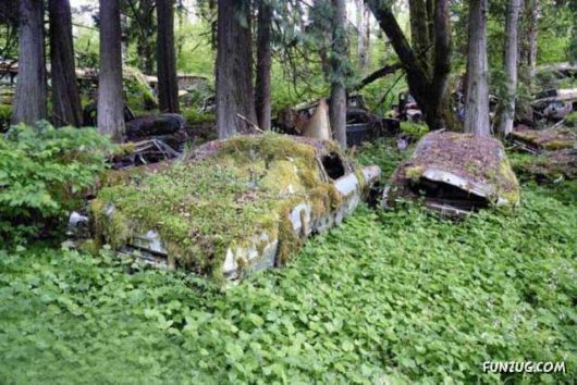 Crazy Car Cemetery In The Forest