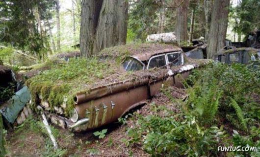 Crazy Car Cemetery In The Forest