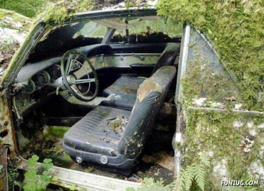 Crazy Car Cemetery In The Forest