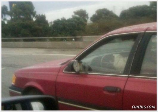 Never Drive Like This