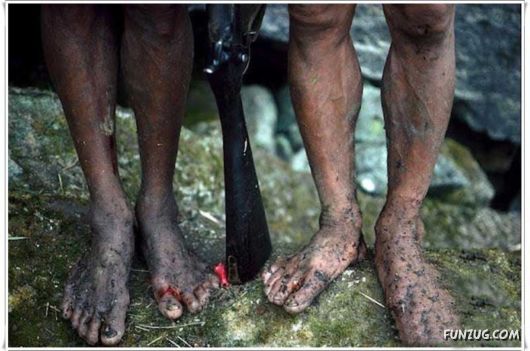 The Collectors Of Wild Honey