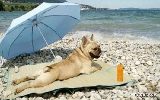 When Animals Behave Like People