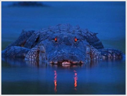 Cool Crazy Funny Pix