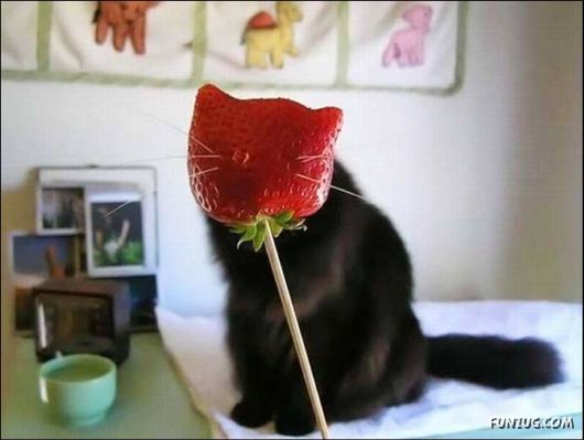 Cool Funny Pictures To Make You Smile