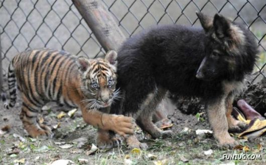 Daily Mix Funny Pictures Collection