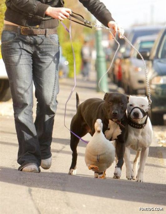 Daily Mix Funny Pictures Collection