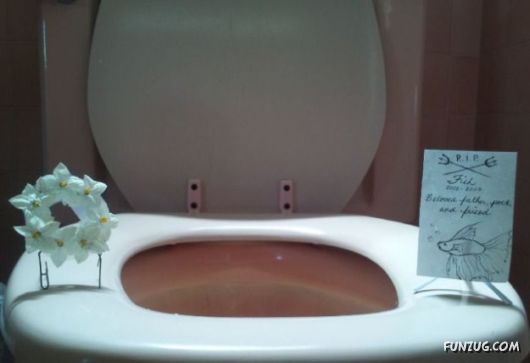 Daily Mix Funny Pictures Collection