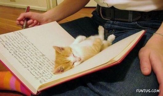 Daily Mix Funny Pictures Collection