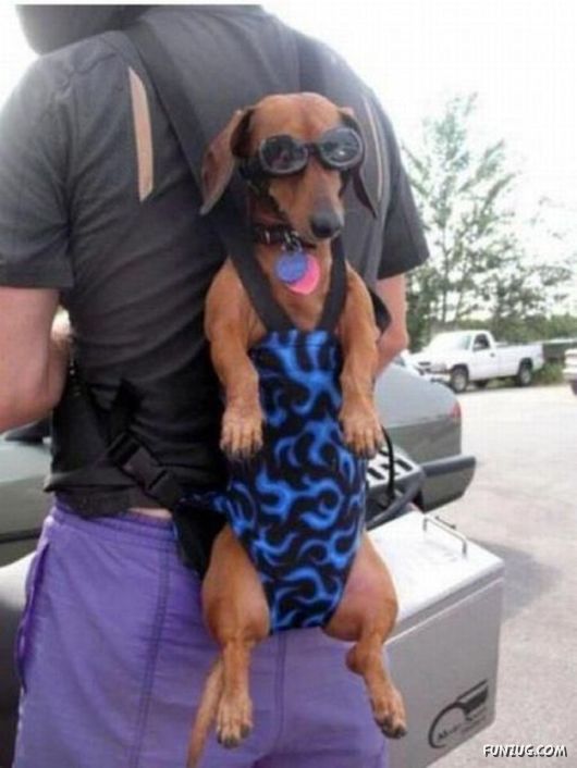 Daily Mix Funny Pictures Collection