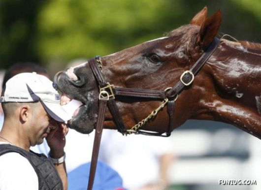 Daily Mix Funny Pictures Collection