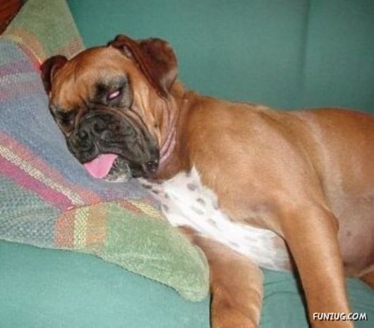 These Dogs Partied Too Hard Last Night