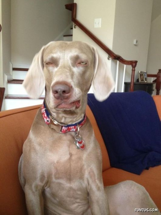 These Dogs Partied Too Hard Last Night