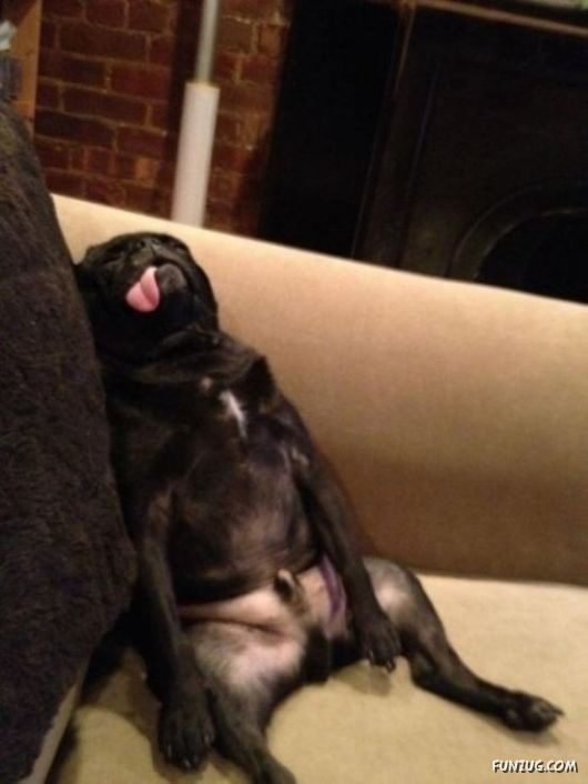 These Dogs Partied Too Hard Last Night