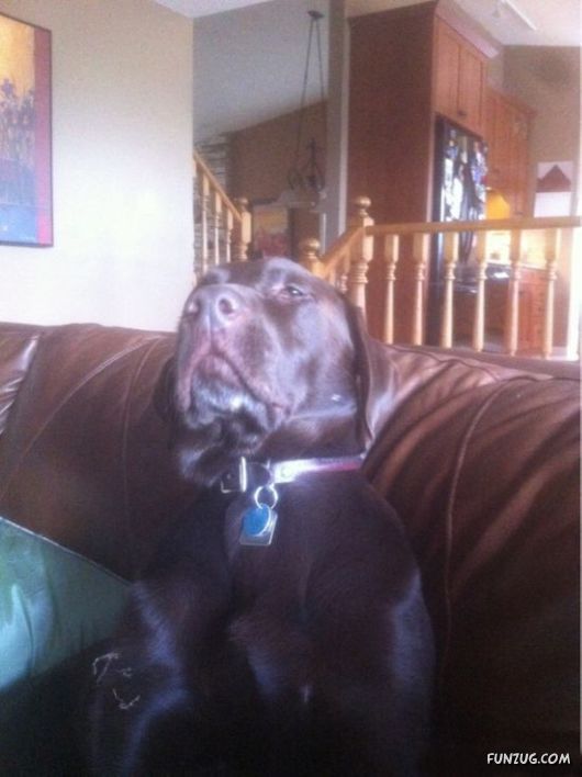 These Dogs Partied Too Hard Last Night