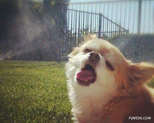 These Dogs Partied Too Hard Last Night