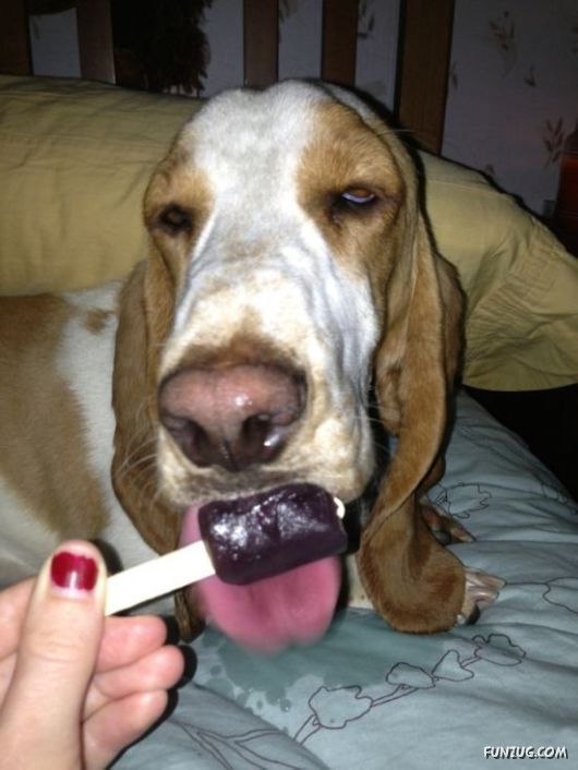 These Dogs Partied Too Hard Last Night