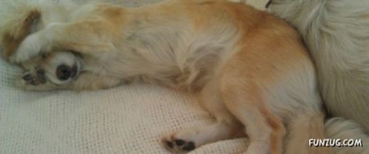 These Dogs Partied Too Hard Last Night