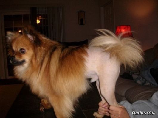 These Dogs Partied Too Hard Last Night