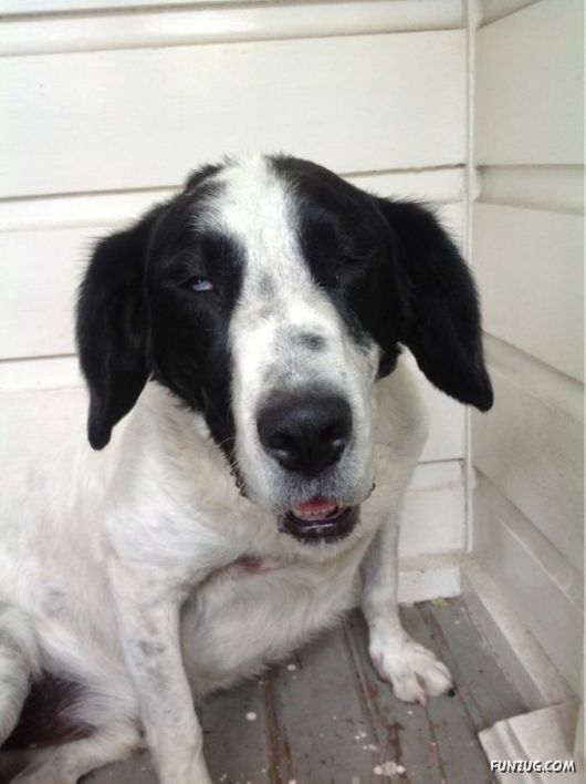 These Dogs Partied Too Hard Last Night