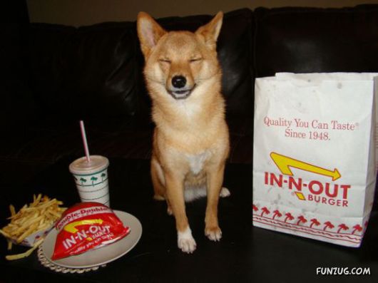 These Dogs Partied Too Hard Last Night