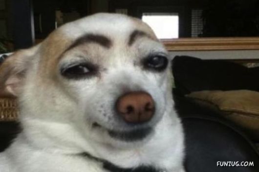 These Dogs Partied Too Hard Last Night