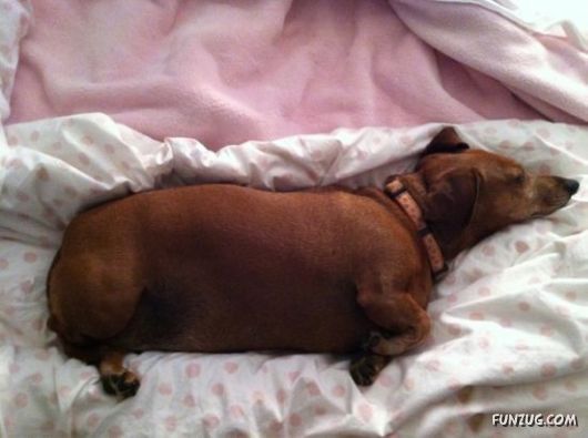 These Dogs Partied Too Hard Last Night