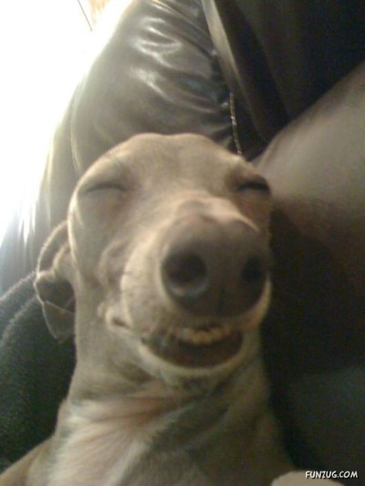 These Dogs Partied Too Hard Last Night