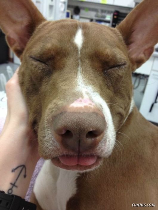 These Dogs Partied Too Hard Last Night