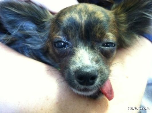 These Dogs Partied Too Hard Last Night