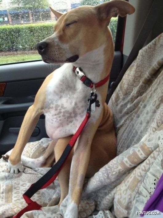 These Dogs Partied Too Hard Last Night