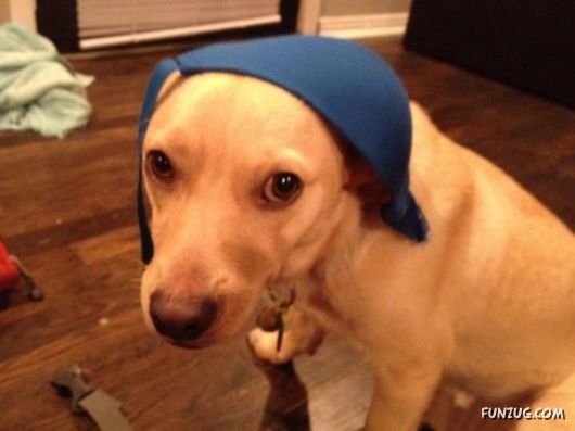 These Dogs Partied Too Hard Last Night