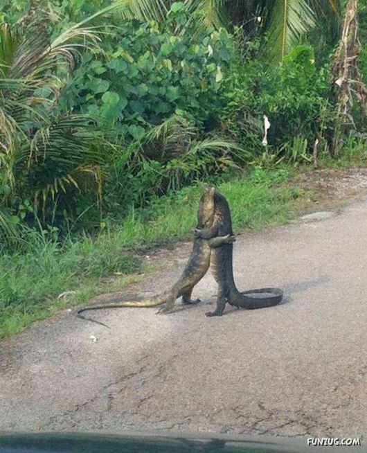 Fun Pictures For Fun Lovers