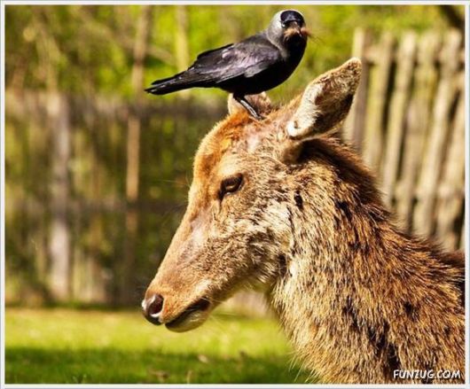 Funny Cool Pictures Collection