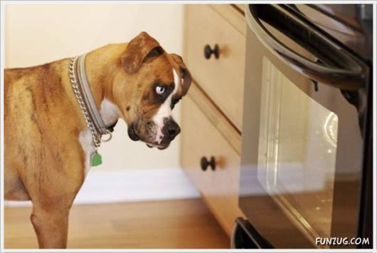 Funny Cool Pictures Collection